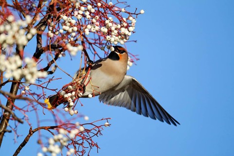 Bohemian Waxwing adult