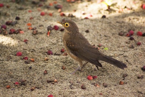 Brilliant Thrush