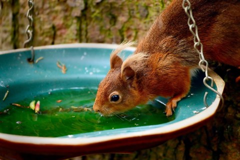 Eurasian red squirrel