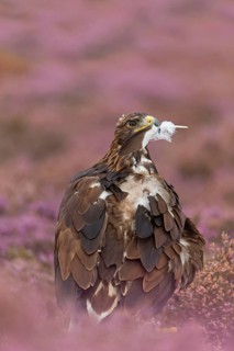 Golden eagle