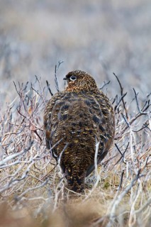 Scottish Grouse