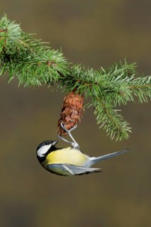 Great Tit