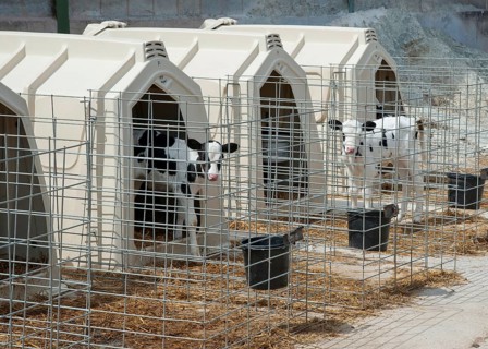 Domestic Cattle