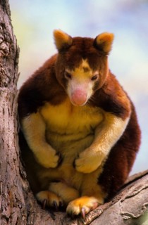 Matschie Tree Kangaroo