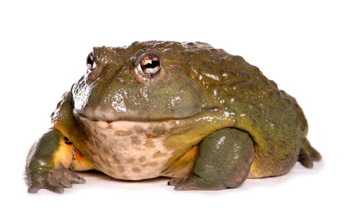 Rana adspersan Bullfrog Bullfrog Grave Frogs