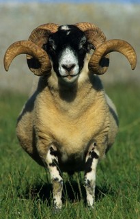 Black-faced Sheep