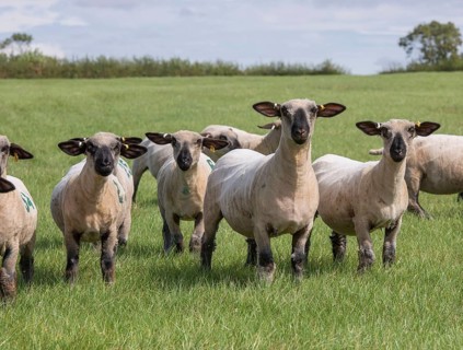 Domestic Sheep