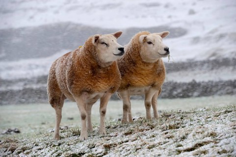 Domestic sheep