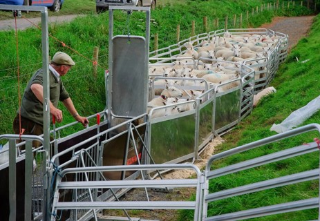Sheep farm