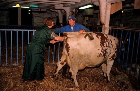 Cattle breeding