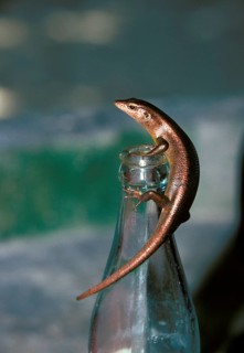 Lizard skin