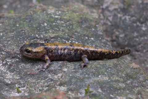 Fire salamander