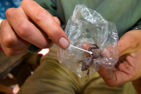 Herpetologist who abdominal swabbed the Neotropical frog