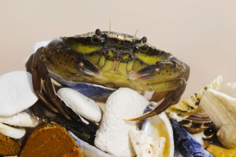 European green crab
