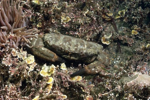 Xantho incisus