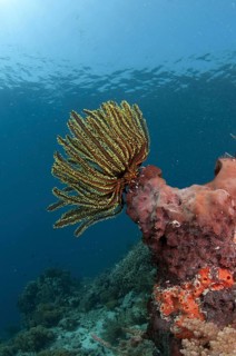 Feather star