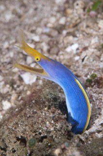 Nose moray eel