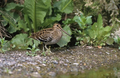 Great Snipe