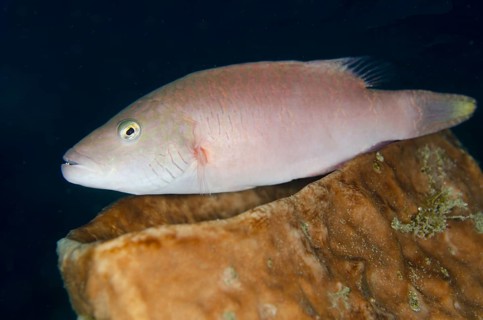 Cheek-lined wrasse