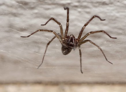 Common House Spider