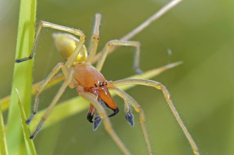 Yellow sac spider