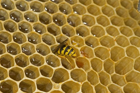Paravespula vulgaris