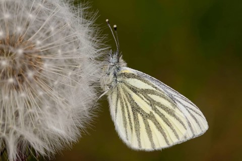 Green-veined White