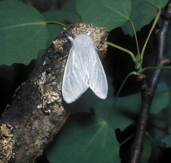 White satin moth