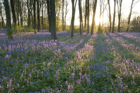 Bluebell