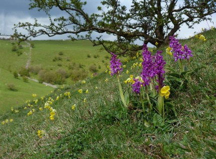 Early Purple early purple orchid