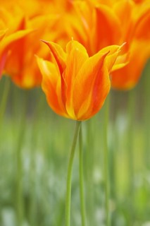 Tulip