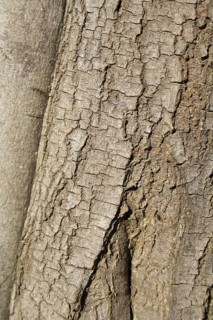 Silver wattle