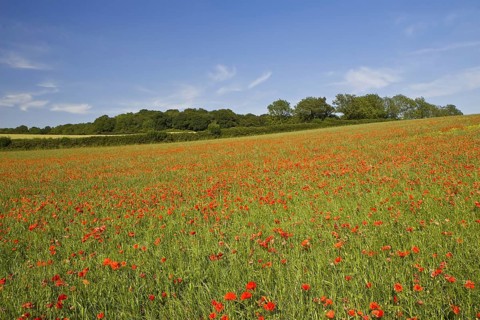 Corn Poppy