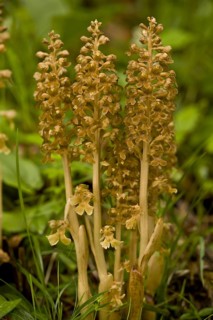 Flowering bird's-nest orchid