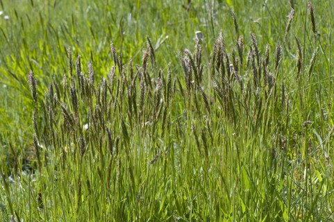 Common bog-grass