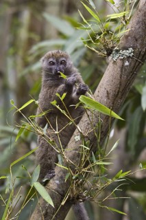 Eastern bamboo lemur
