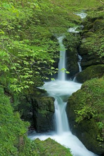 Waterfall and trees on the bank with fresh green leaves