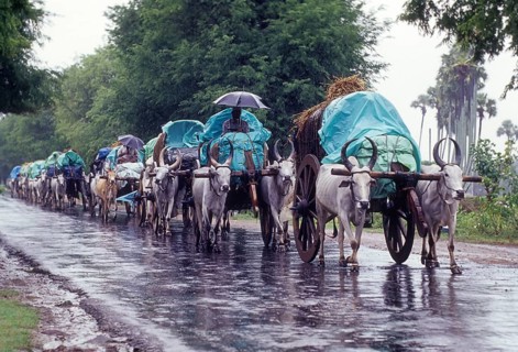 Bullock carts on rainy day