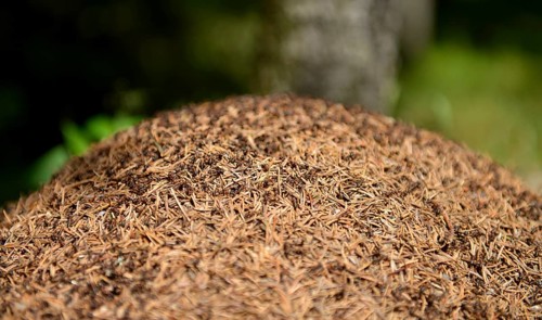 Anthill