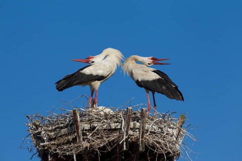 White stork