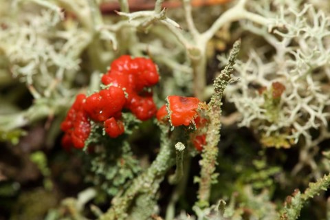 Scarlet cup lichen