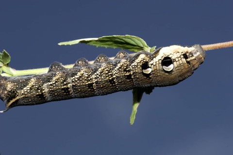 Elephant hawk-moth