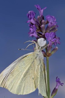 Variable crab spider