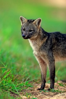 Crab-Eating Fox