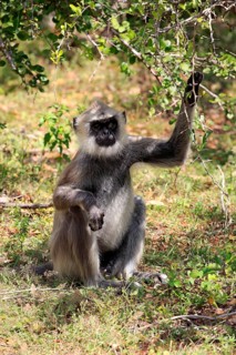 Southern Hanuman langur