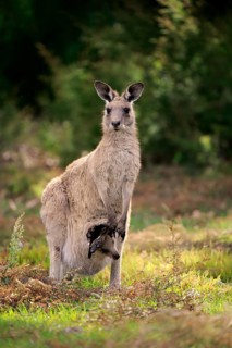 Eastern grey kangaroo