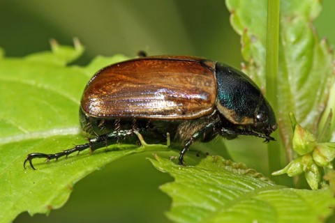 Marginal rose chafer