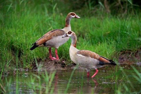 Egyptian goose
