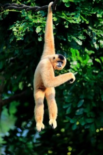 Yellow-cheeked gibbon