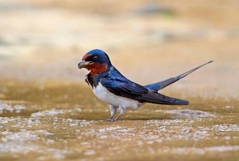 Barn Swallow